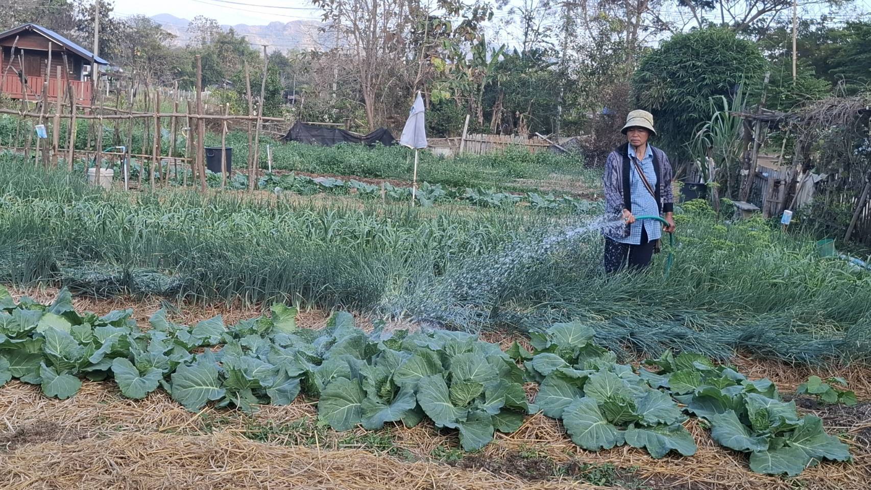 พช.สูงเม่น เดินหน้าขับเคลื่อน "การปลูกผักสวนครัว" เพื่อสร้างความมั่นคงทางอาหาร ภายใต้กรอบแนวคิดการเปลี่ยนแปลงให้เกิดสิ่งที่ดีขึ้น “ปรับเปลี่ยนดี ชีวีมีสุข” (Change for 5G Plus) สร้างต้นแบบผู้นำต้องทำก่อน 